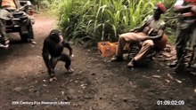 Ape With AK-47...The Monkey Killer !