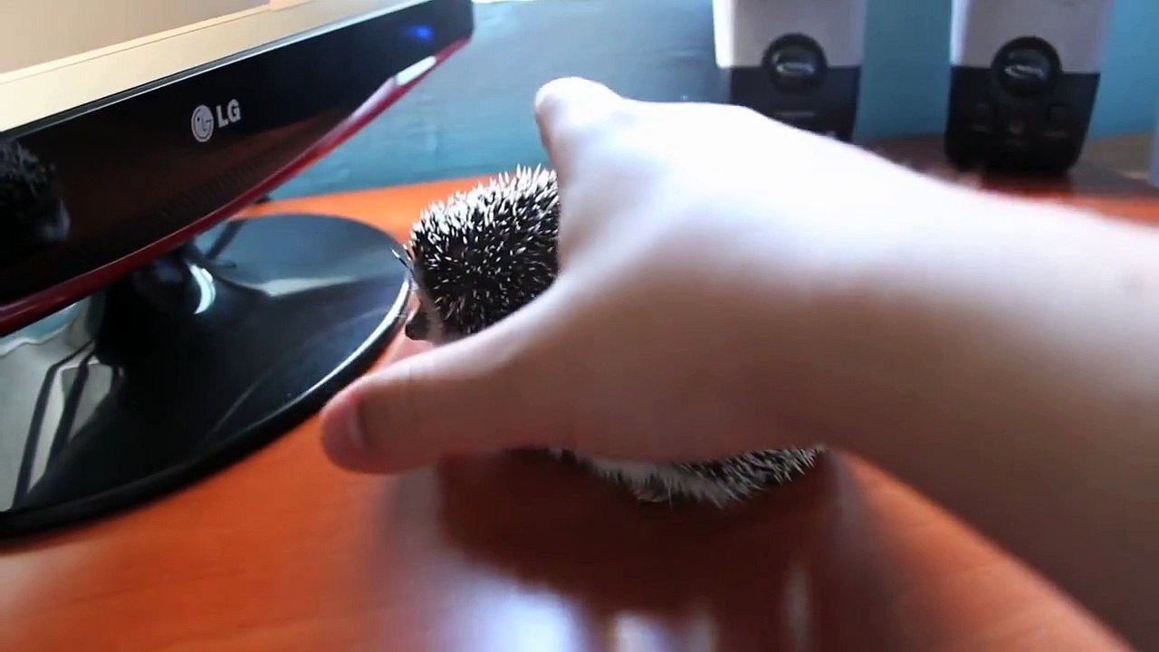 Documental Erizo Africano