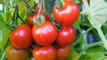 Growing Tomatoes: Choosing Varieties and Giving Your Plants the Best Possible Start