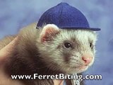 Ferret Care - Everything about Ferrets