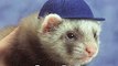 Ferret Care - Everything about Ferrets