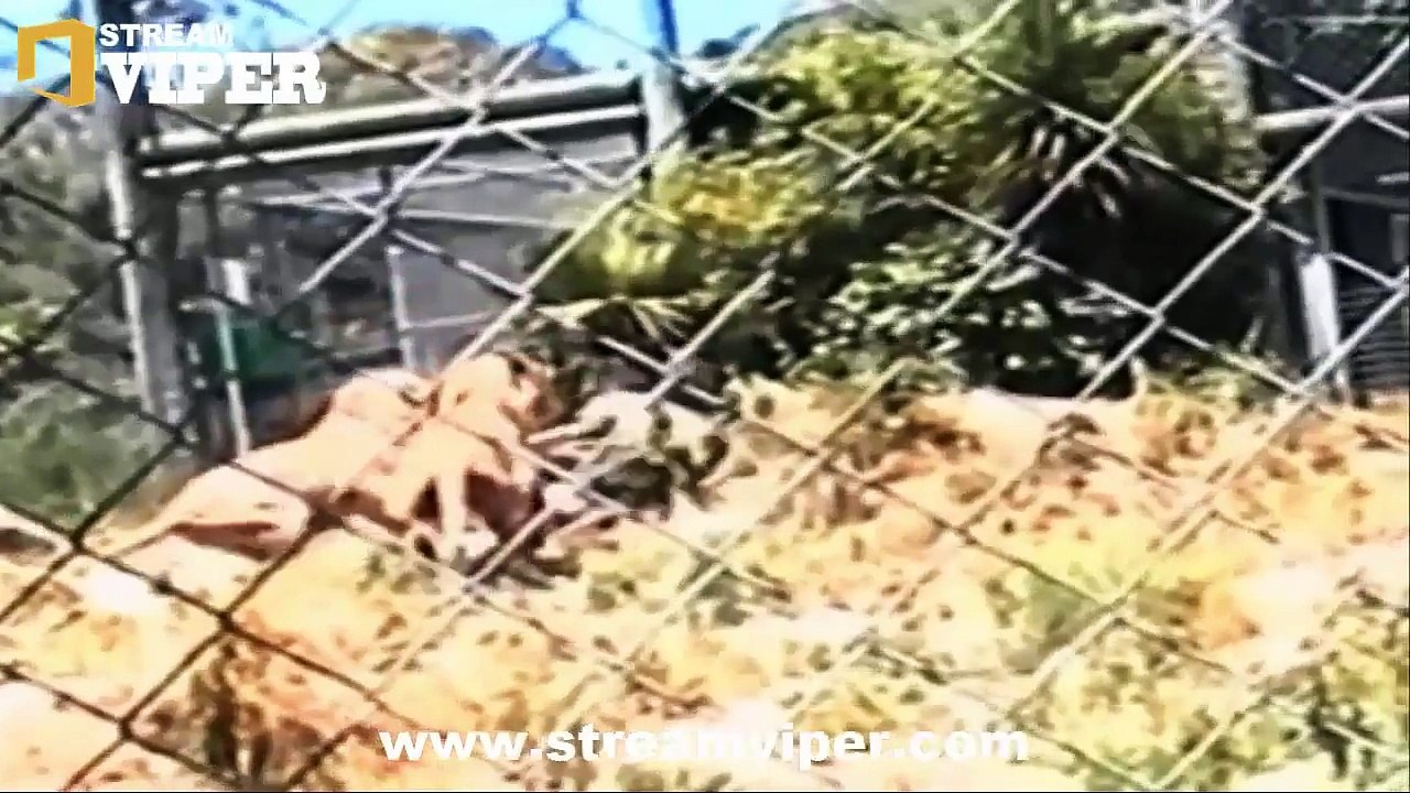 THE MOST AWFUL ANIMAL ATTACKS ON HUMAN 2015