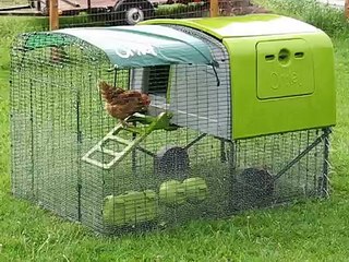 Chicken keeping - Chicken Antics