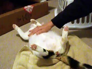 pregnant cat stage 3  labor starts