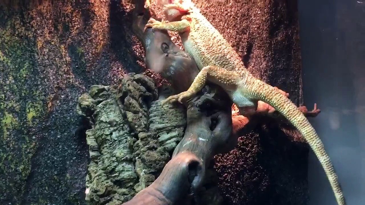 Mother of Dragons ( bearded Dragon laying egg)