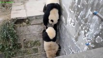 Panda kung fu fighting / Панды практикуются в кунг фу