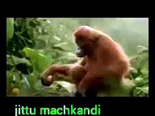 Funny Monkey Dance Video - People Enjoyed Allot