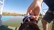 Slow Motion GoPro Dog Jumps Into Lake