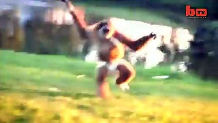 Aping Around_ Hat Wearing Primate Bumps Around The House