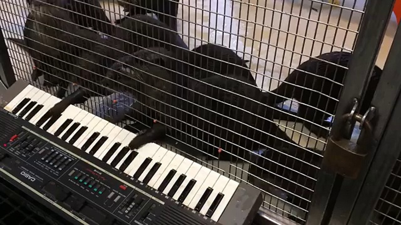 Asian Small-Clawed Otters Celebrate Enrichment at the Smithsonian's National Zoo