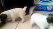 5-week-old Jack Russel x Maltese Puppies Playing with Eachother & Parents