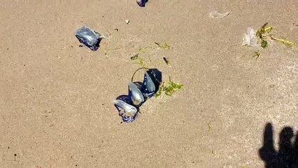 Mystery Beach Creatures