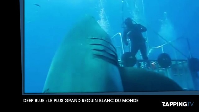 Découvrez les images impressionnantes de Deep Blue , le plus grand requin blanc du monde !