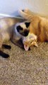 Kitten Gives Cat a Bath