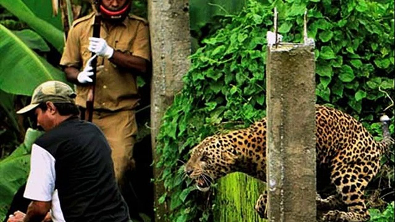 animal attacks human in india video Dailymotion