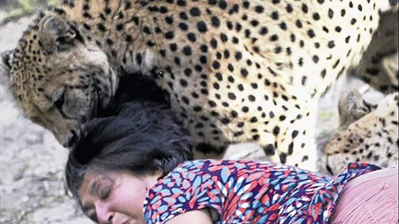 animal attacks to human