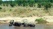 Elephants Crossing the Mara River