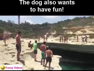 This Dog also wants to play