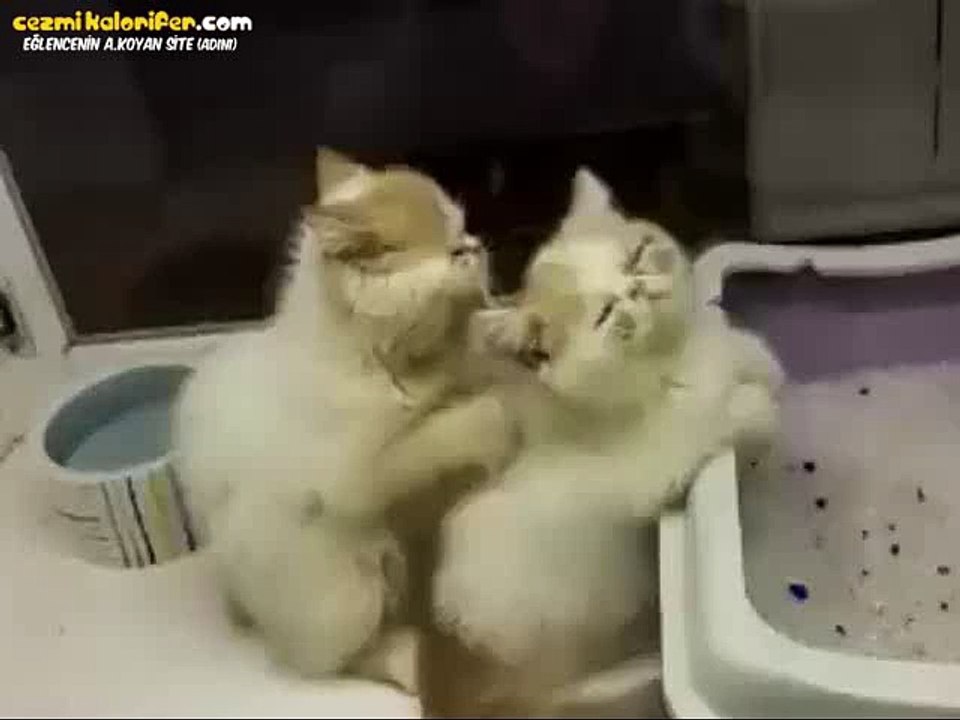 Masör Kedi