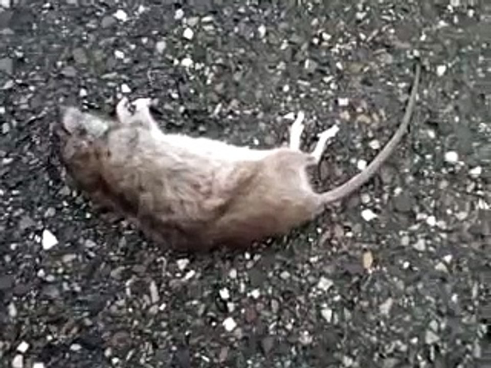 Een dode rat op een fietspad