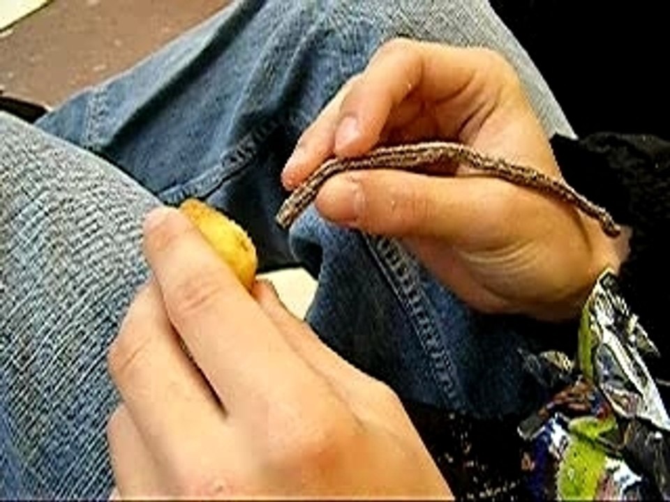 Clip mini xD