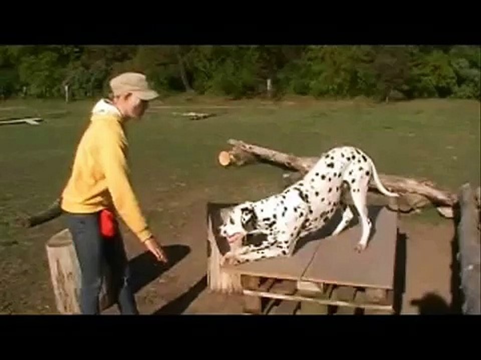 Trick Dog Dalmatian/ Dalmatiner