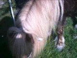 poneys