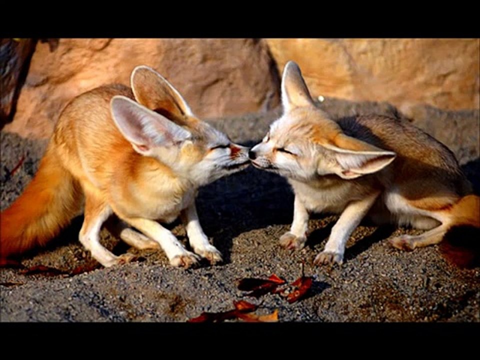 KISSING ANIMALS