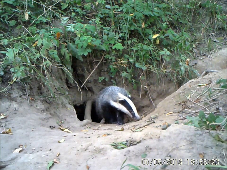 Borsuk (Meles meles)