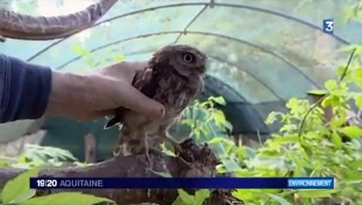 association les oiseaux blesses en danger