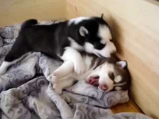 Husky puppy loves howling