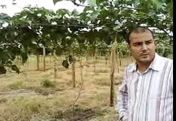 REPOLARIZACION MAGNETICA CELULAR STRONG BILLOW Y APORTE CULTIVO DE MARACUYA