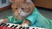 Keyboard Cat _ Cat Playing Keyboard