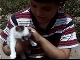 It's a Cat's Life (Documentary With Cute Cats & Kittens From The 1940s) By Frith Films