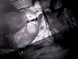 One Week Old Congo African Grey Parrots Feeding in the Nestbox