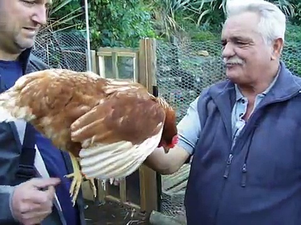 Funky Chicken Farm Check up - wanna see an egg vent?