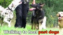 Maximus - German Shepherd - 6 Week Dog Aggression Residential Dog Training