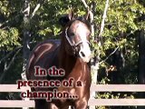 Red Hot Impulse AQHA stallion