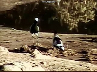 Birds! Birds! Birds! 39