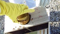 Urban Beekeeping: # 24 Putting a package of Russian Honey Bees into their new home!