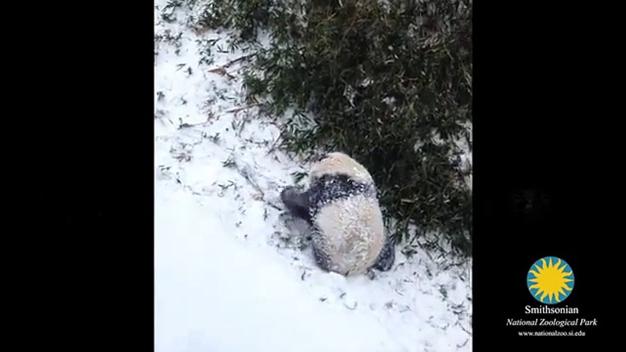 Bao Bao's First Snow Day!