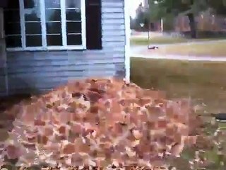 Leaf pile dog