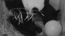Giant Panda Mei Xiang Gives Birth at Smithsonian's National Zoo