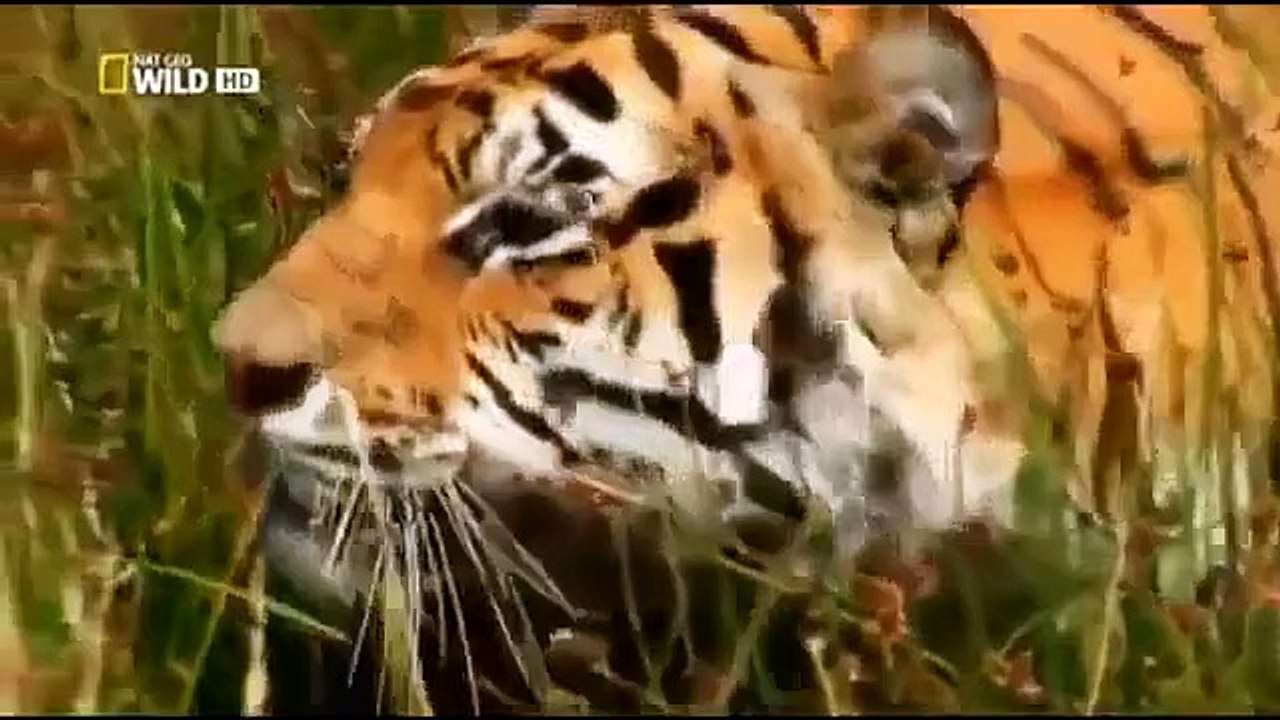 Animal Planet Documentary full Episodes   Tiger vs Tiger & Rhino Black Rhino Attack Male Lion