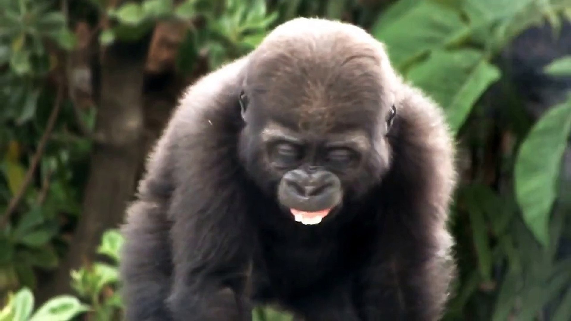 08 Cute Baby Gorilla One Year Old かわいいゴリラの赤ちゃん 一歳 Video Dailymotion
