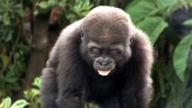 #08 Cute Baby Gorilla(one-year-old) .かわいいゴリラの赤ちゃん（一歳）。