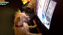Lustige Hunde Überwachender Fernsehapparat Kompilierung April 2014 [NEU HD]