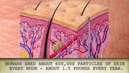 Facts You Didn't Know About The Human Body