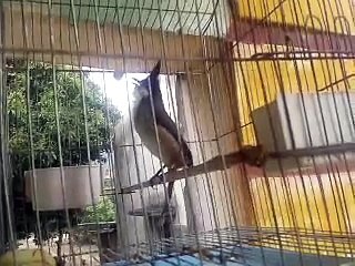 chào mào hót hay nhất  2015 - không xem tiếc đừng hỏi