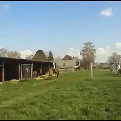 Animals are happy when it looks like this=les animaux quand il somme heureux ça donne ça